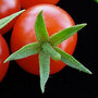 Red currant tomatoes, or Solanum pimpinellifolium, are intensely tomato flavored and very sweet.