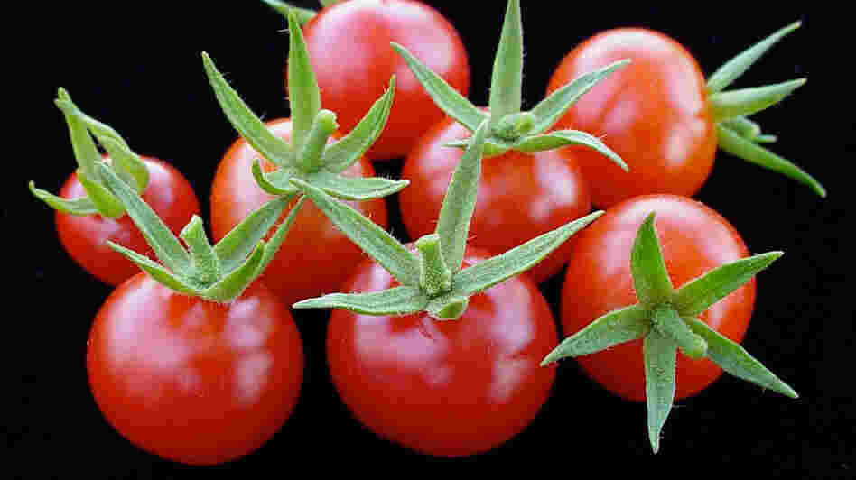 Red currant tomatoes, or Solanum pimpinellifolium, are intensely tomato flavored and very sweet. Red currant tomatoes, or Solanum pimpinellifolium, are intensely tomato flavored and very sweet.