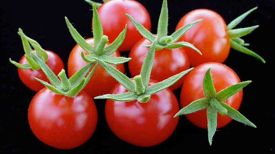 Red currant tomatoes, or Solanum pimpinellifolium, are intensely tomato flavored and very sweet. Red currant tomatoes, or Solanum pimpinellifolium, are intensely tomato flavored and very sweet.