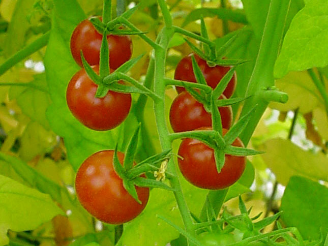 Klee will be trying to capture the genes in fruit like red
currants. Klee will be trying to capture the genes in fruit like
red currants.