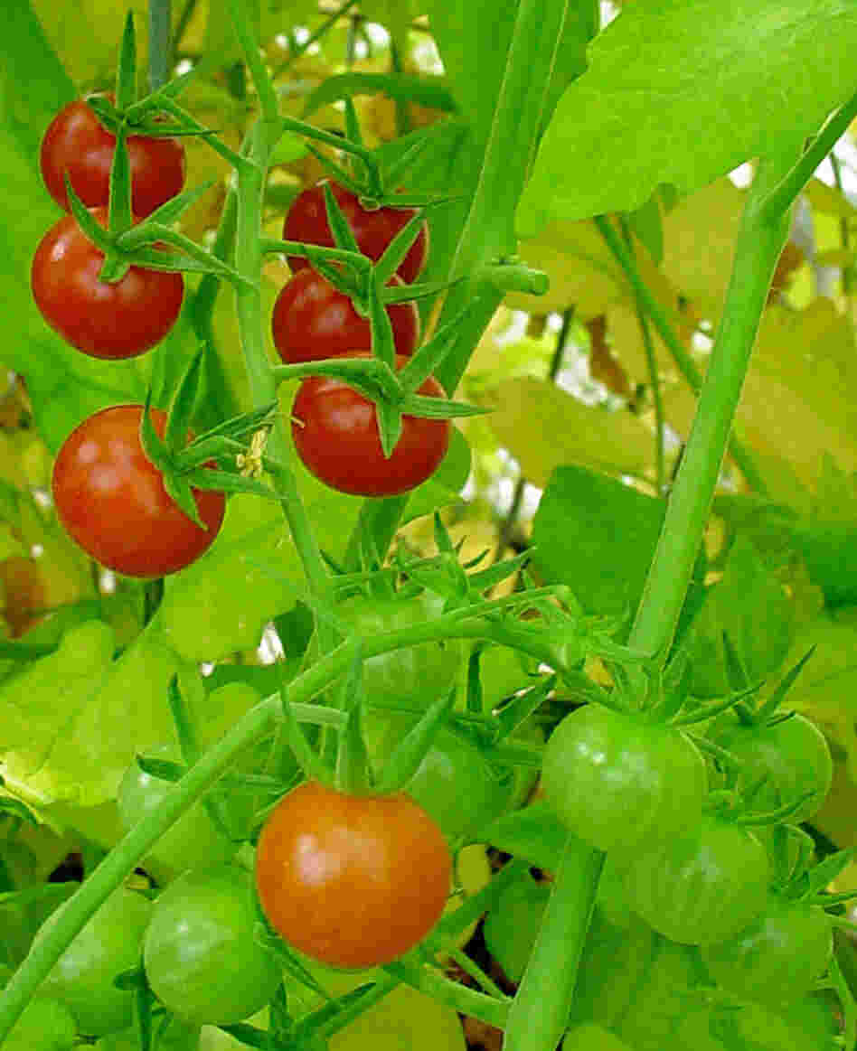 Klee will be trying to capture the genes in fruit like red currants.