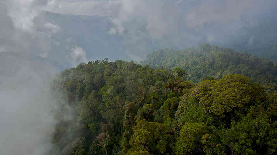 An aerial view of New Guinea