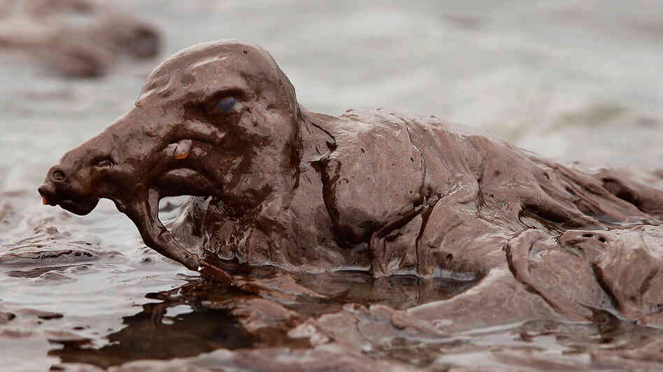 A bird is mired in oil on the beach at East Grand Terre Island along the Louisiana coast on Thursday