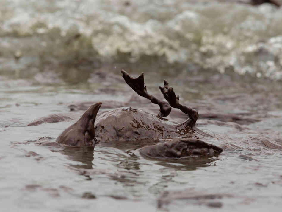A beached bird, drenched in oil