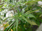 A marijuana plant grows under lights at the Boulder County Caregivers in Boulder, Colo. last July A marijuana plant grows under lights at the Boulder County Caregivers in Boulder, Colo. last July