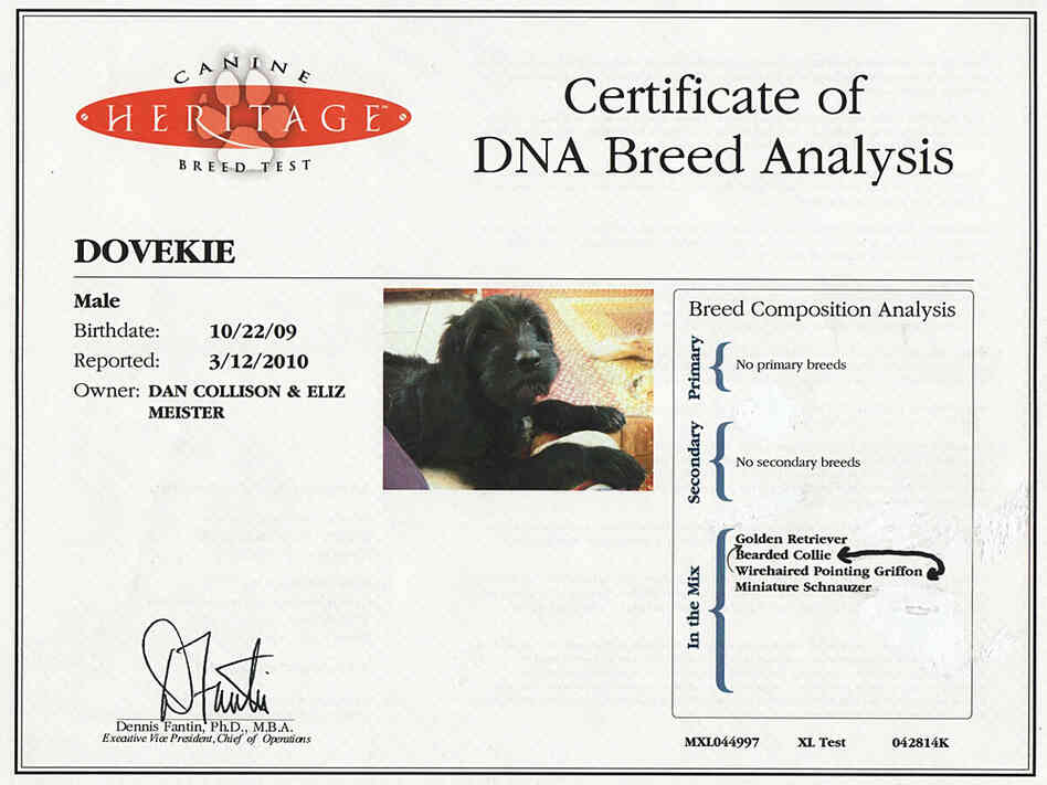 Dovekie's DNA results