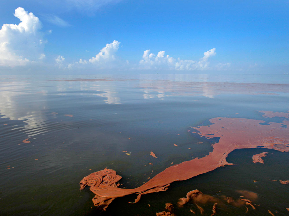 Oil from the Deepwater Horizon spill floats on the water on Barataria Bay off Louisiana.