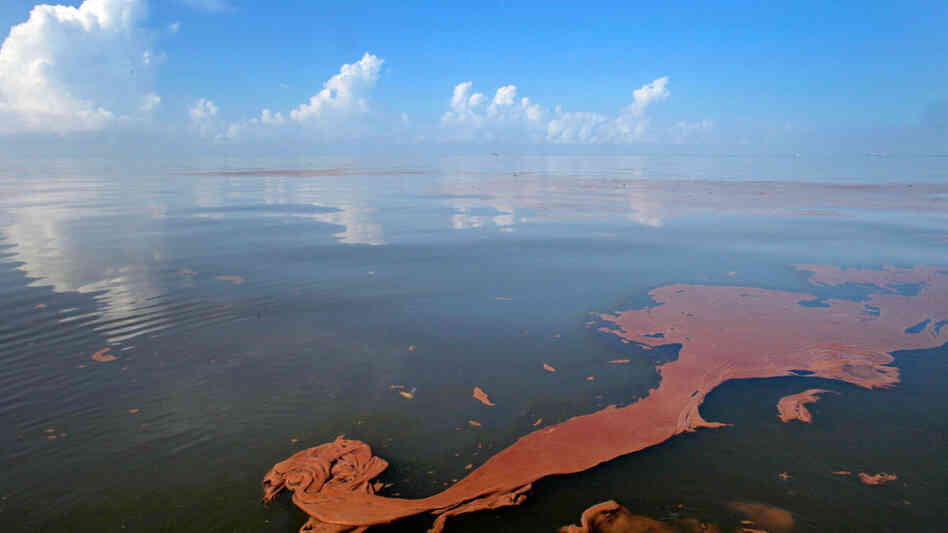 Oil from the Deepwater Horizon spill floats on the water on Barataria Bay off Louisiana.