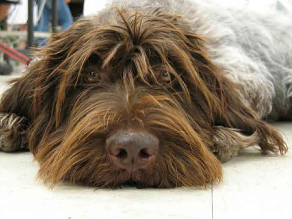 Wirehaired pointing griffon Wirehaired pointing griffon