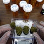 A worker at C420, an online dispensary, weighs four marijuana buds. A worker at C420, an online dispensary, weighs four marijuana buds.