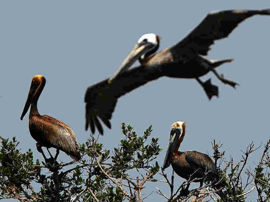 Brown pelicans stained with oil on Cat Island in Barataria Bay, La.