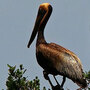 Brown pelicans stained with oil on Cat Island in Barataria Bay, Louisiana Brown pelicans stained with oil on Cat Island in Barataria Bay, Louisiana