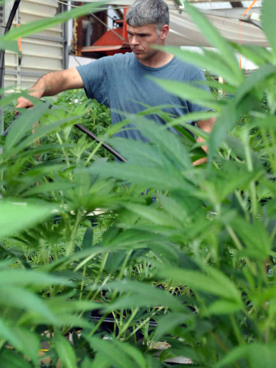 Chris Williams waters some of the plants at Montana Cannabis. Chris Williams waters some of the plants at Montana Cannabis.