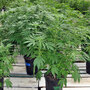 About 1,500 plants are growing at the Montana Cannabis greenhouse. About 1,500 plants are growing at the Montana Cannabis greenhouse.
