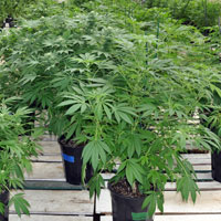 About 1,500 plants are growing at the Montana Cannabis greenhouse.