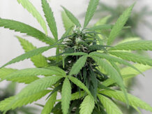 A marijuana plant A marijuana plant