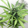 A marijuana plant A marijuana plant