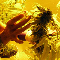 Ellen Lenox Smith tends her indoor marijuana garden.