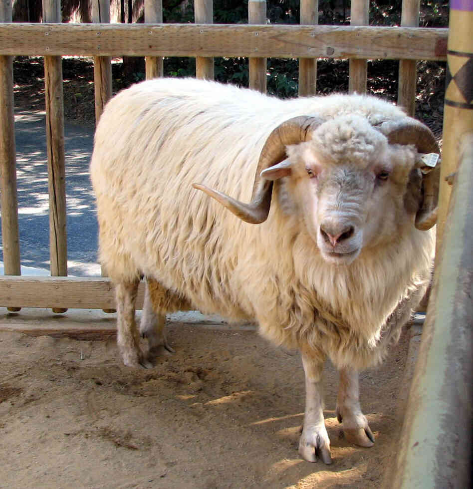 A Churro sheep. Wikimedia Commons