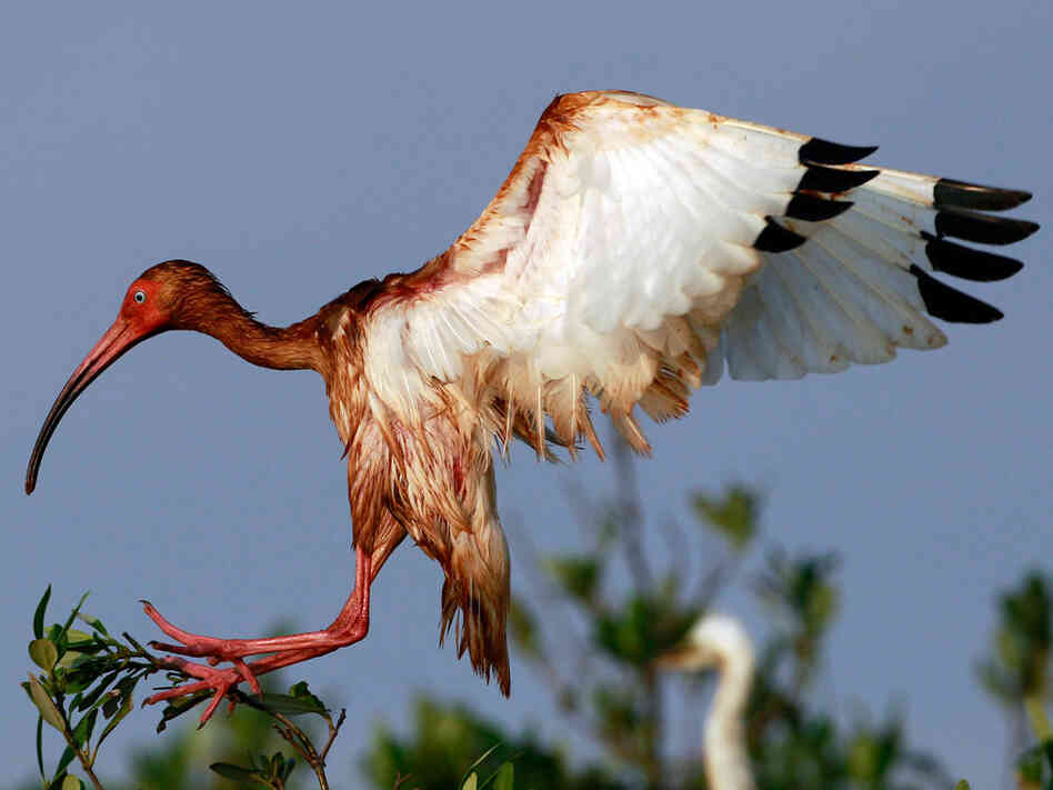 An oiled white ibis lands on an island in Barataria Bay off the coast of Louisiana June 8.