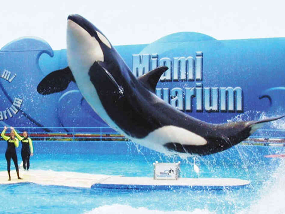Killer whale at Miami Seaquarium