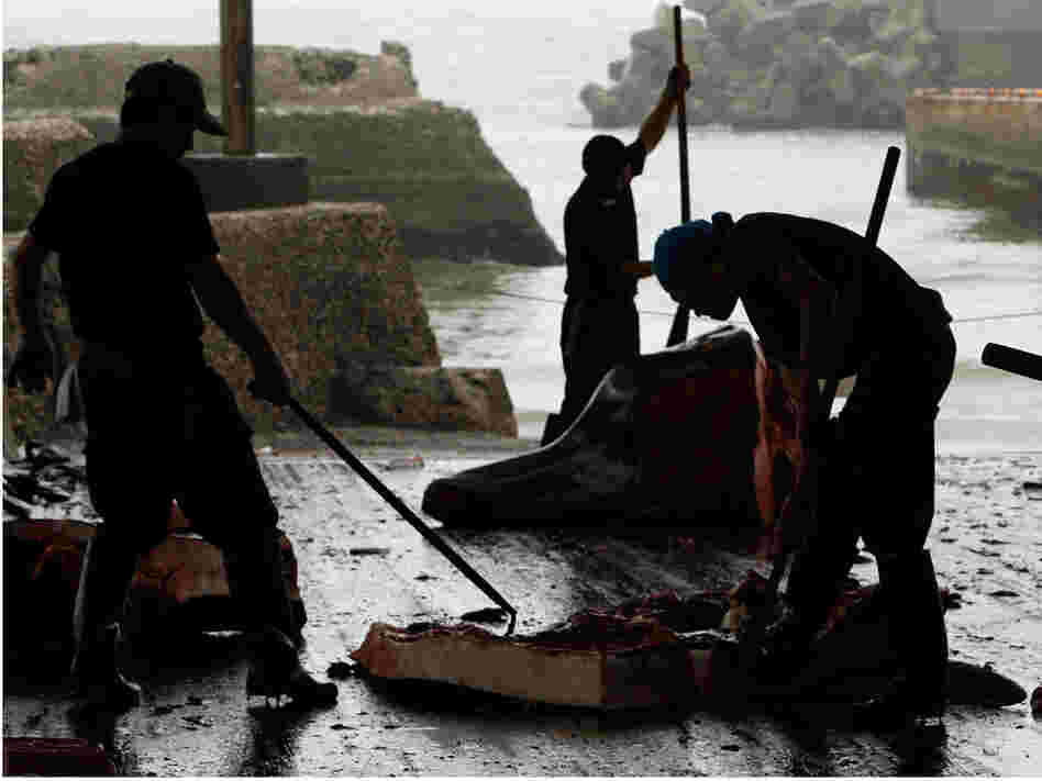 Japanese whalers butcher a Baird's beaked whale
