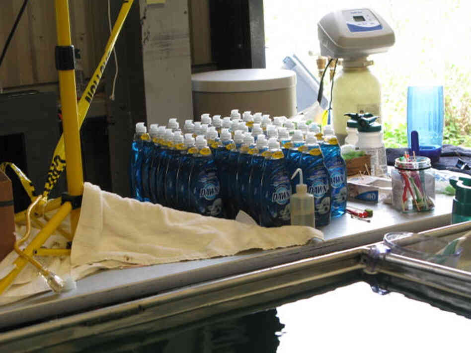Dozens of bottles of Dawn stand like soldiers behind a row of deep sinks.