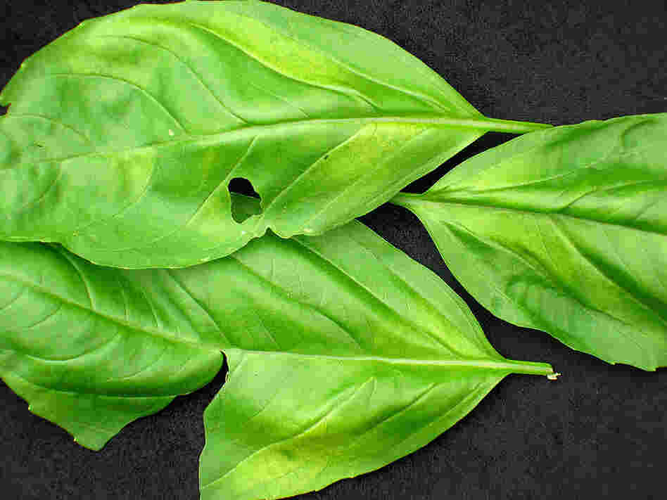 The yellowing of basil leaves is an indicator of basil blight.