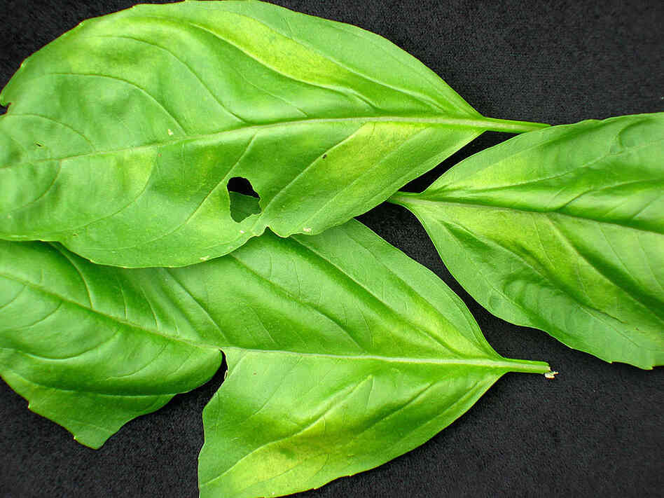 The yellowing of basil leaves is an indicator of basil blight.