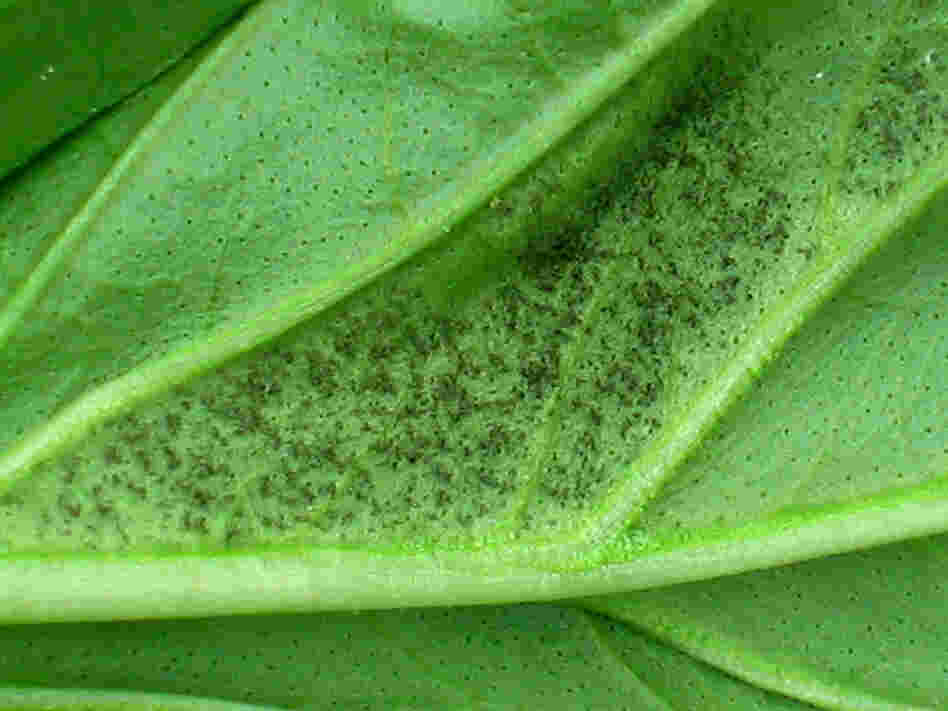 Basil blight is characterized by a dusty blackish growth.