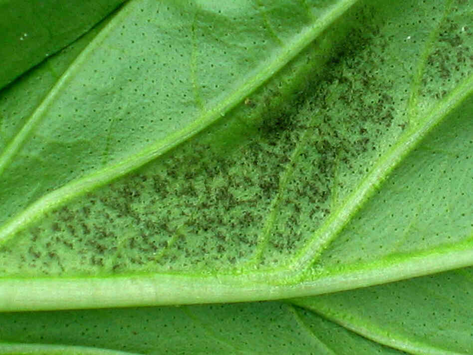 Basil blight is characterized by a dusty blackish growth.