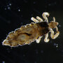 Body louse