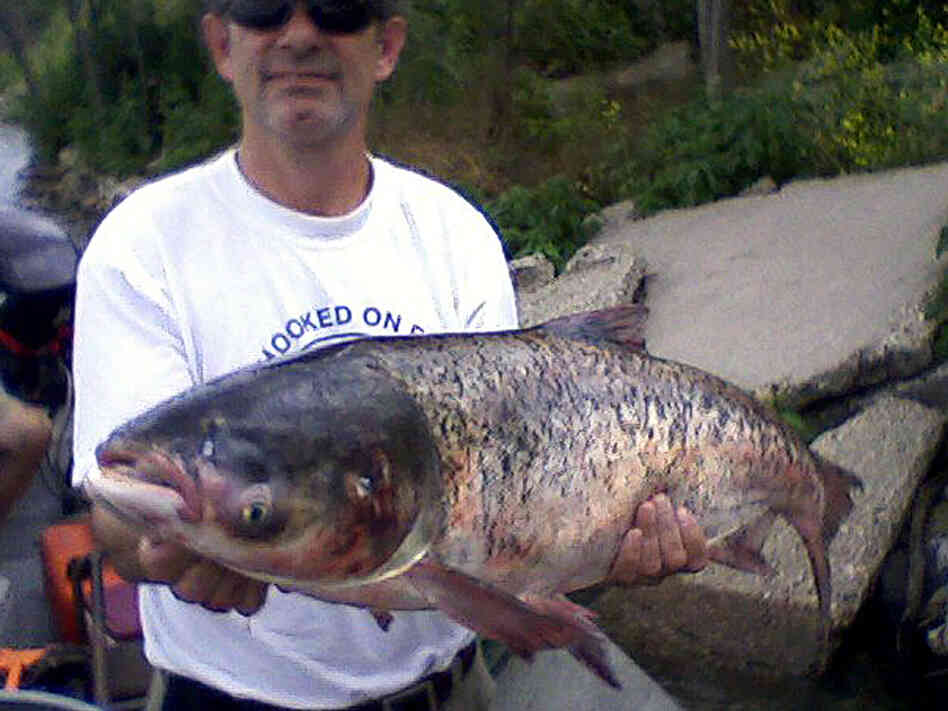 A fisheries biologist holds a bighead carp caught in Lake Calumet