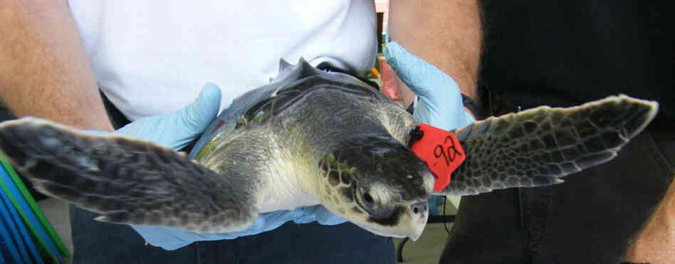 A Kemp's ridley sea turtle is cared for by the Audobon Nature Institute's Aquatic Centerin in La. A Kemp's ridley sea turtle is cared for by the Audobon Nature Institute's Aquatic Centerin in La.