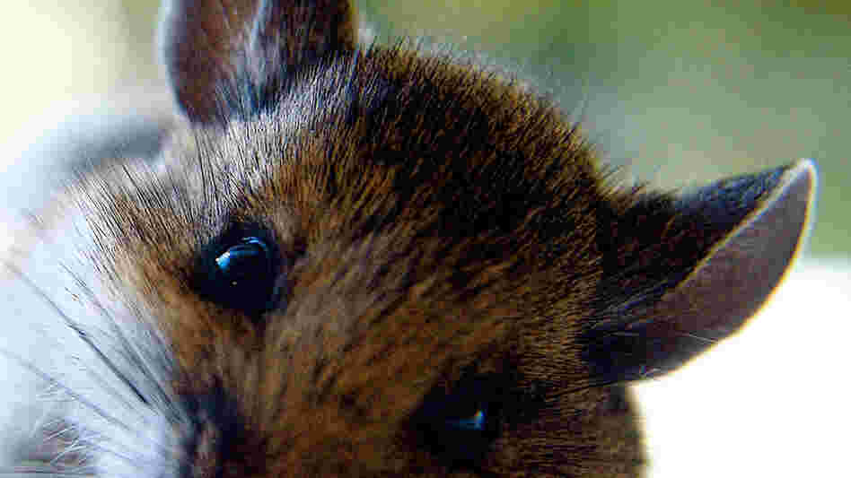 Close up of a cute mouse. Close up of a cute mouse.