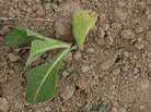 a newly transplanted tobacco plant a newly transplanted tobacco plant
