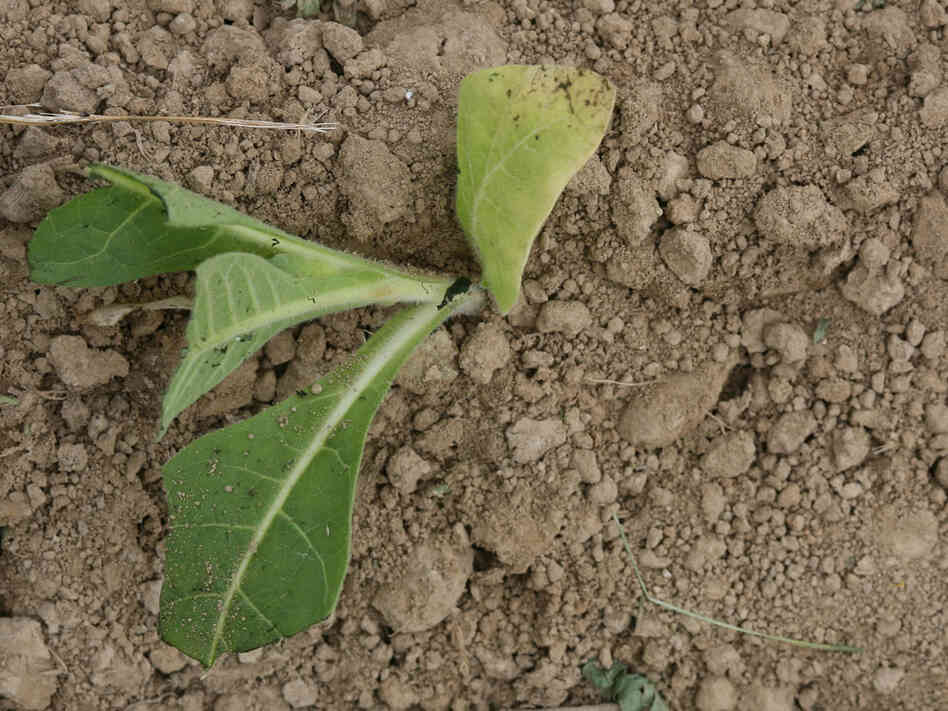 a newly transplanted tobacco plant