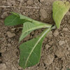 a newly transplanted tobacco plant a newly transplanted tobacco plant
