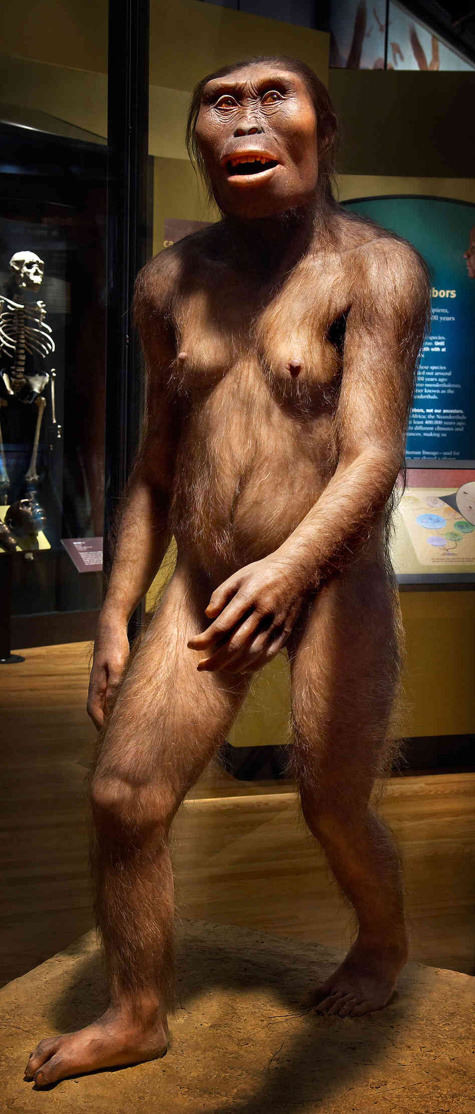 A model of Lucy, an Australopithicus, at the Field Museum in Chicago. A model of Lucy, an Australopithicus, at the Field Museum in Chicago.
