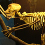 The skeleton of an early and extinct primate called Proconsul.