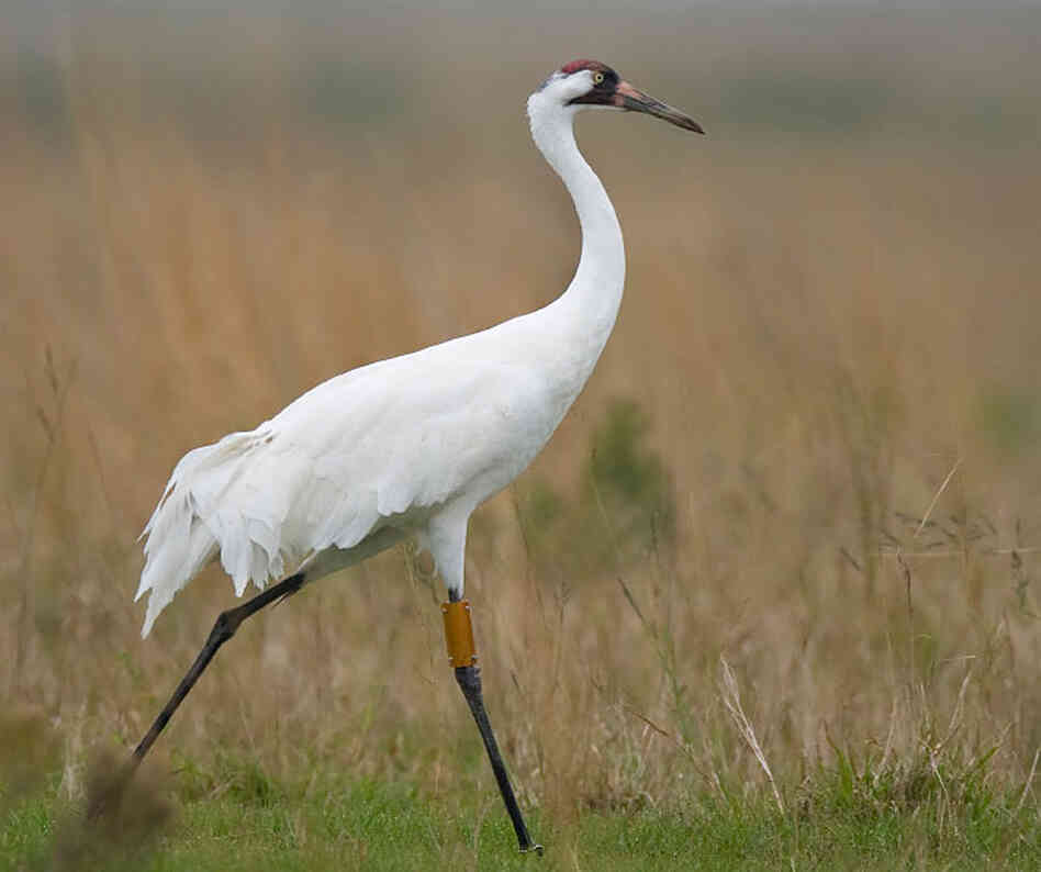 Whooping crane
