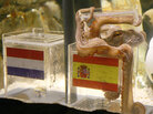 Paul the Octopus Paul the Octopus