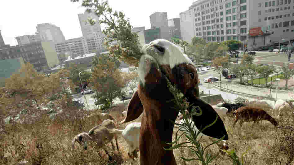 A goat munching some brush in a Los Angeles park.