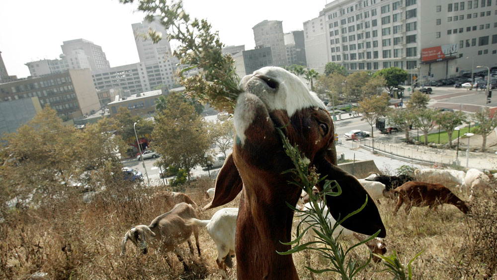 Goats deployed by the Community Redevelopment Agency of Los Angeles have been hired since 2008 to crop a hillside city park in Bunker Hill.