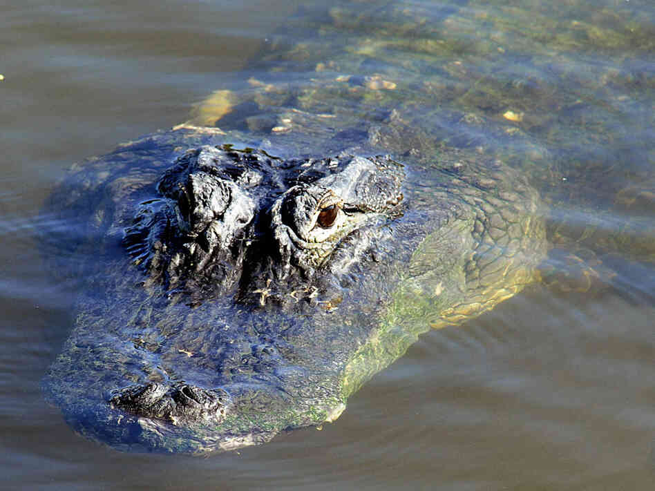 An alligator peeks up from the water near the Kennedy Space Center.