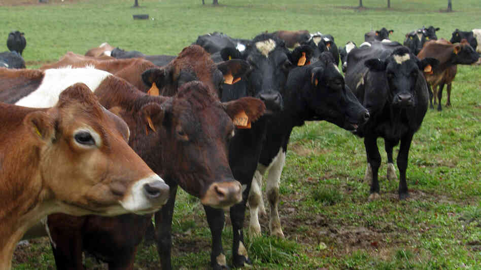 Dairy cows graze in the pasture in Pennsylvania. Dairy cows graze in the pasture in Pennsylvania.