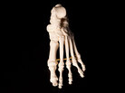 Human foot bones Human foot bones