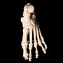 Human foot bones