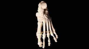 Human foot bones