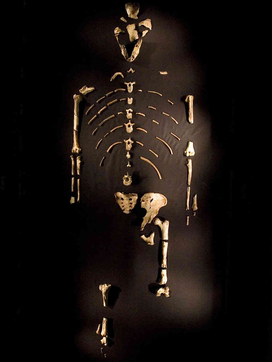 Skeleton of Lucy
